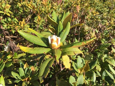 Rhododendron caucasicum, photographed by abogomazova