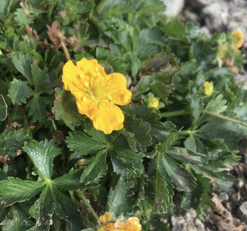 Potentilla ruprechtii, photographed by abogomazova