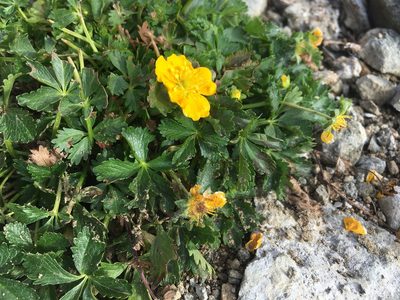 Potentilla ruprechtii, photographed by abogomazova
