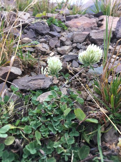 Trifolium canescens, photographed by abogomazova