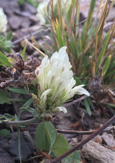 Trifolium canescens, photographed by abogomazova