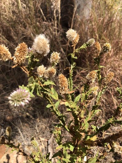 Pterocaulon serrulatum, photographed by elawrey