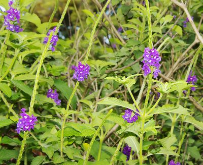 Stachytarpheta frantzii, photographed by Seig