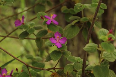 Monochaetum bonplandii, photographed by Andrés Ramírez-Barrera