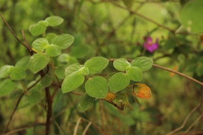 Monochaetum bonplandii, photographed by Andrés Ramírez-Barrera
