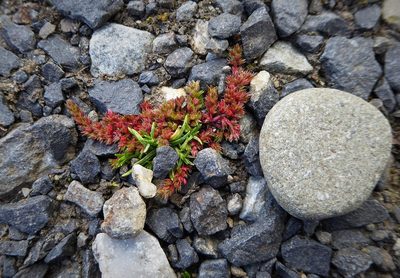 Crassula alata, photographed by Aalbert Rebergen