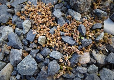 Crassula mataikona, photographed by Aalbert Rebergen