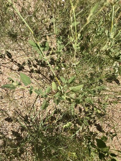Boerhavia coulteri, photographed by CK2AZ