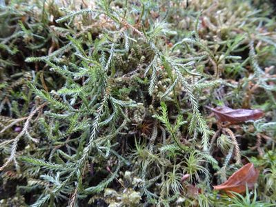 Selaginella oregana, photographed by Thomas Koffel