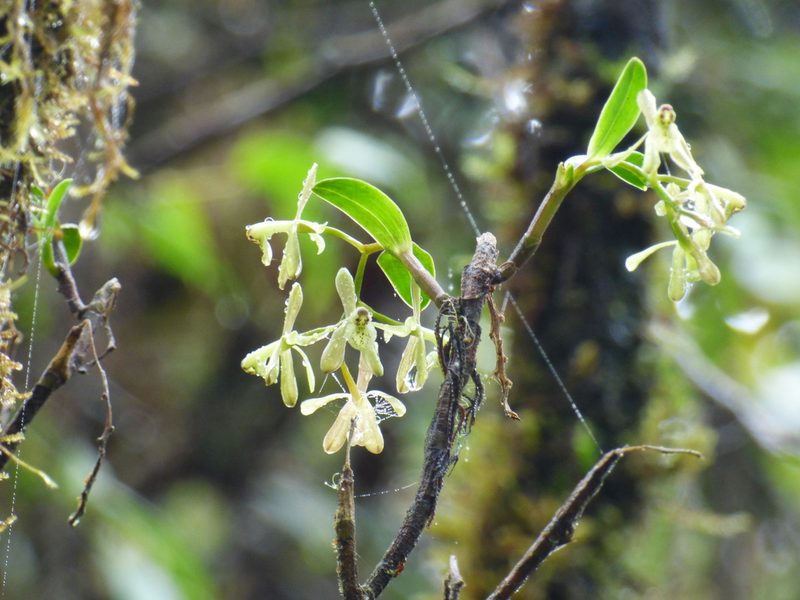 Epidendrum erosum, photographed by Daniel van der Post