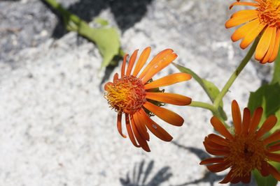 Pseudogynoxys chenopodioides, photographed by Juan Cruzado Cortés
