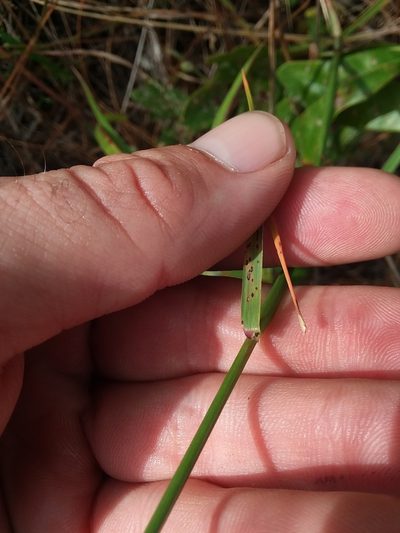 Tridens carolinianus, photographed by Will McFarland