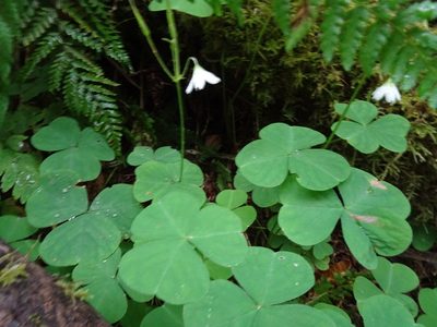 Oxalis trilliifolia, photographed by Thomas Koffel