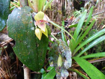 Pleurothallis siphoglossa, photographed by Daniel van der Post