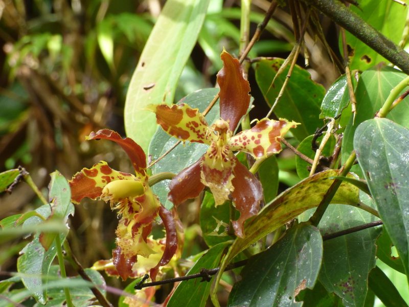Oncidium luteopurpureum, photographed by Daniel van der Post