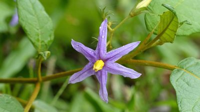 Solanum paludosum, photographed by Helio Lourencini