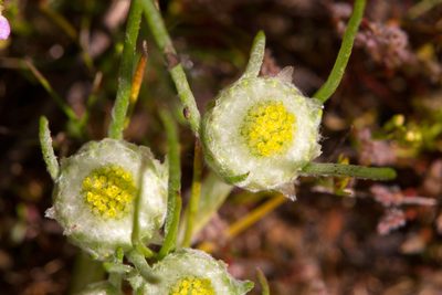 Myriocephalus rhizocephalus, photographed by Kym Nicolson