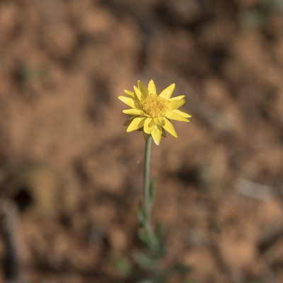 Rhodanthe polygalifolia, photographed by Kym Nicolson
