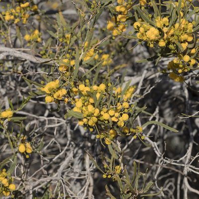 Acacia ligulata, photographed by Kym Nicolson
