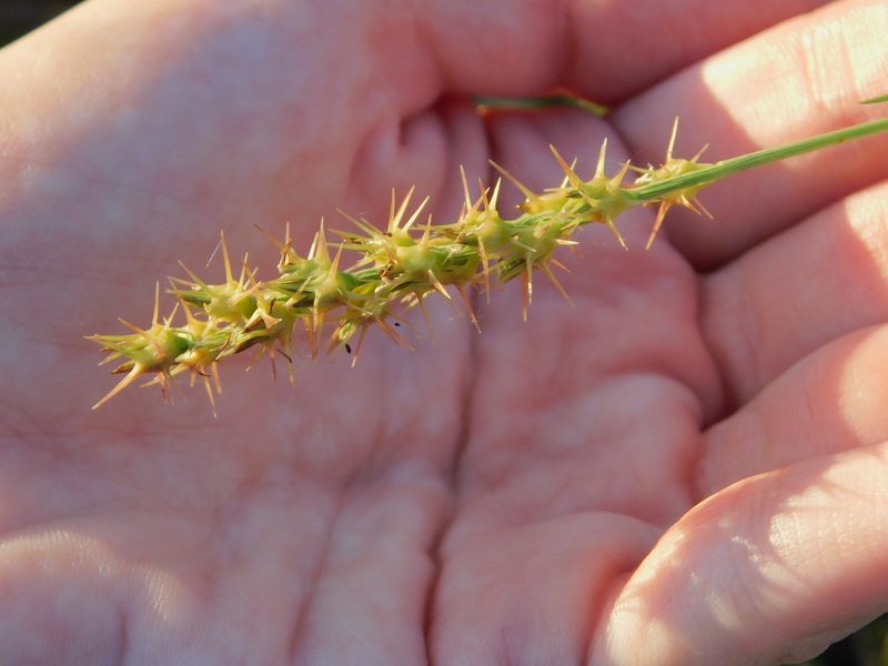 Cenchrus gracillimus, photographed by Jade Fortnash