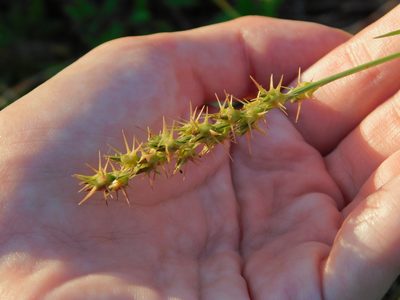 Cenchrus gracillimus, photographed by Jade Fortnash