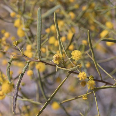 Acacia ligulata, photographed by Kym Nicolson