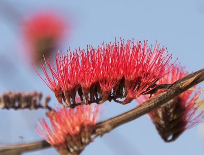 Combretum purpureiflorum, photographed by Seig