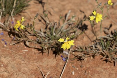 Goodenia fascicularis, photographed by Kym Nicolson