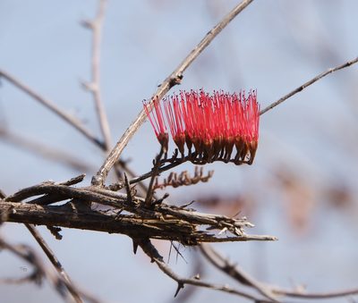 Combretum purpureiflorum, photographed by Seig
