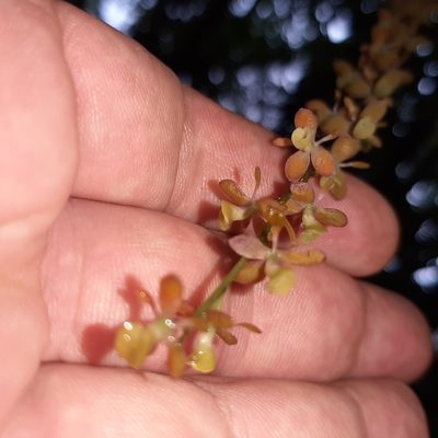 Epidendrum laucheanum, photographed by Arthur de Jesús Chavarría Pérez