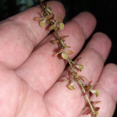 Epidendrum laucheanum, photographed by Arthur de Jesús Chavarría Pérez