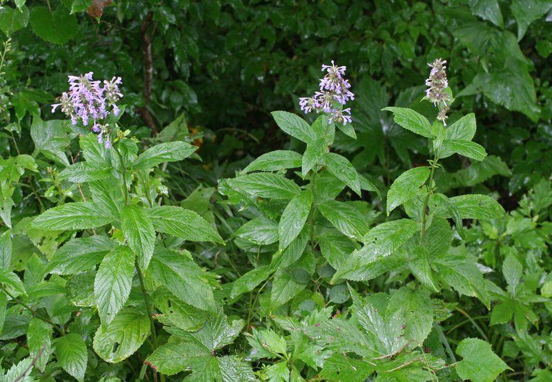 Nepeta manchuriensis, photographed by Oleg Kosterin