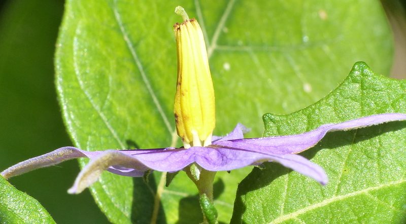 Solanum paludosum, photographed by Helio Lourencini