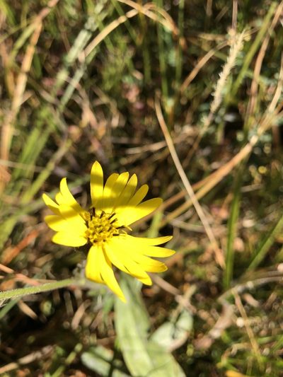 Kyhosia bolanderi, photographed by gretchenparadis
