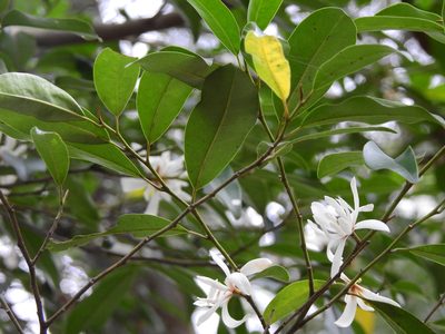 Magnolia compressa, photographed by Jacy Chen