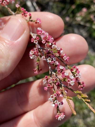 Micromyrtus sessilis, photographed by Greg Tasney