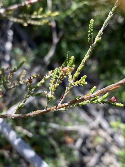 Micromyrtus sessilis, photographed by Greg Tasney
