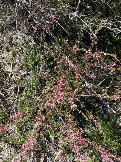 Micromyrtus sessilis, photographed by Greg Tasney