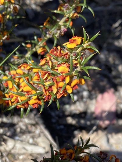 Mirbelia pungens, photographed by Greg Tasney