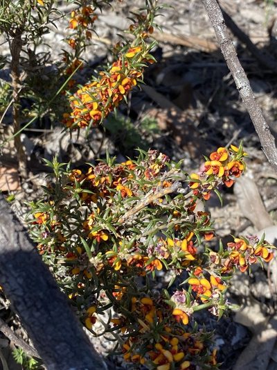 Mirbelia pungens, photographed by Greg Tasney