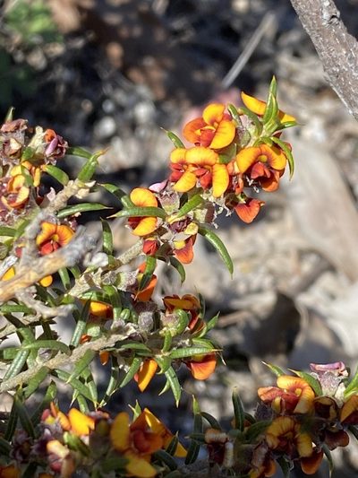 Mirbelia pungens, photographed by Greg Tasney
