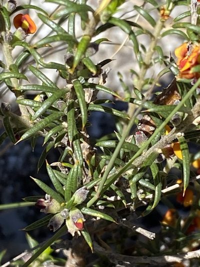 Mirbelia pungens, photographed by Greg Tasney