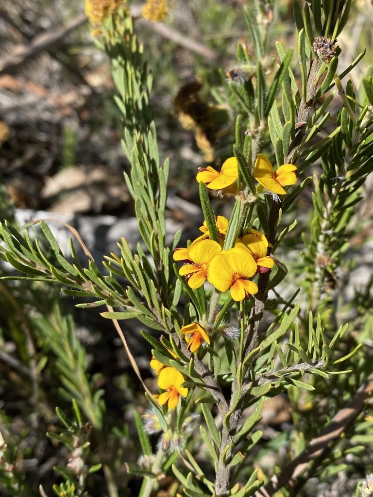 Aotus subglauca, photographed by Greg Tasney