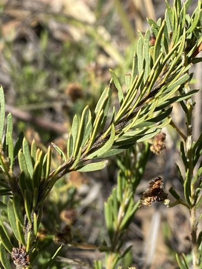Aotus subglauca, photographed by Greg Tasney