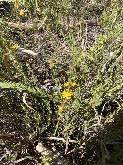 Aotus subglauca, photographed by Greg Tasney