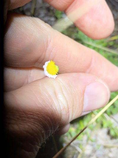 Brachyscome stuartii, photographed by Greg Tasney