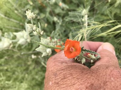 Sphaeralcea emoryi, photographed by CK2AZ