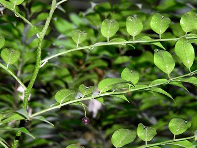 Capparis sabiifolia, photographed by Jacy Chen