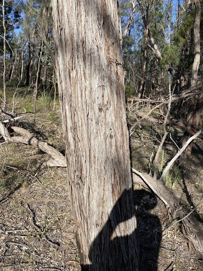 Eucalyptus youmanii, photographed by Greg Tasney