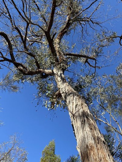 Eucalyptus youmanii, photographed by Greg Tasney